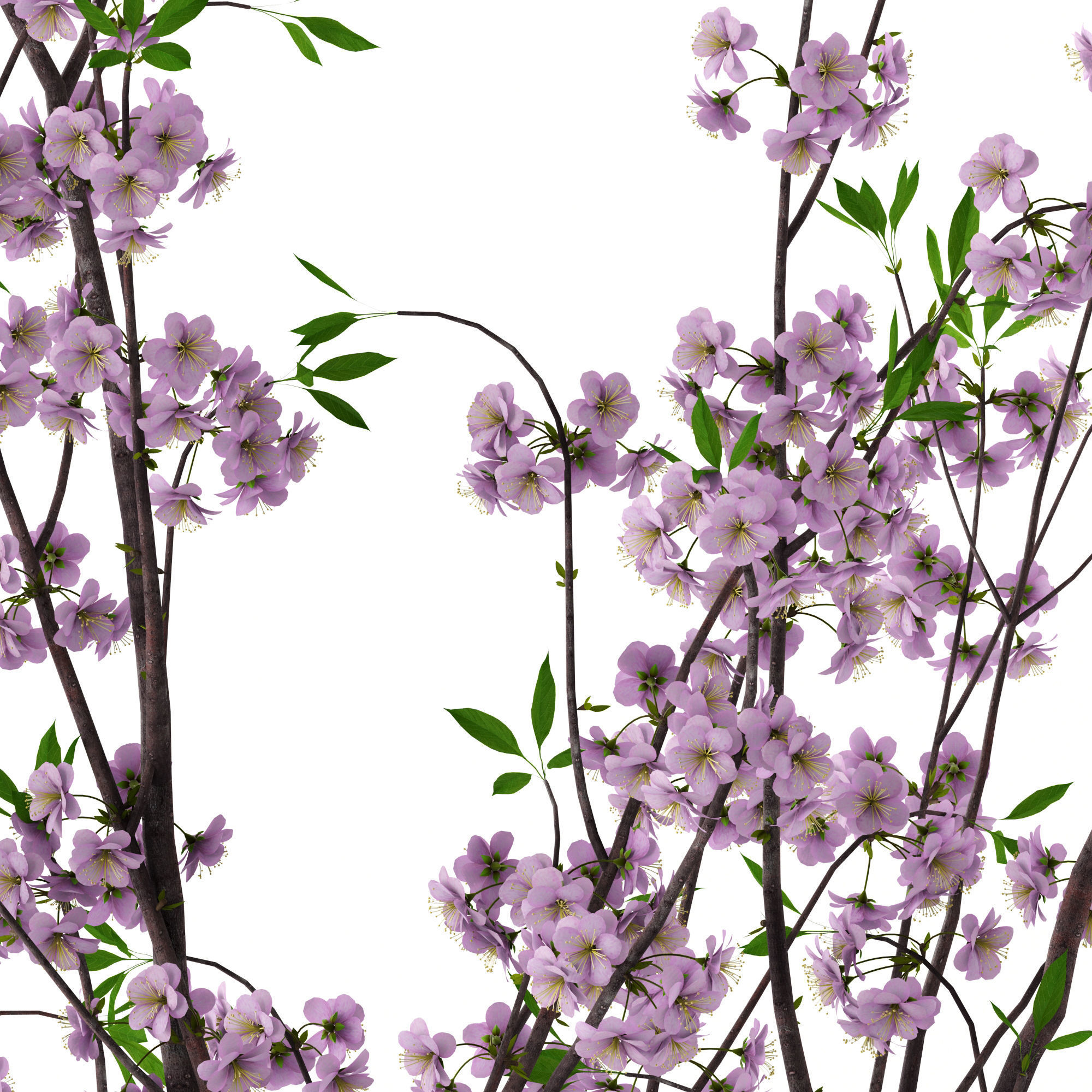 Cherry blossom in Echasse Vases 3D model_7