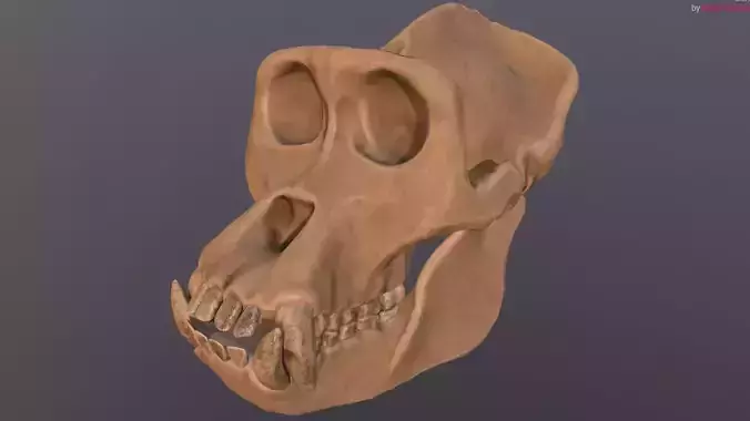 Male Gorilla Skull Refined Scan