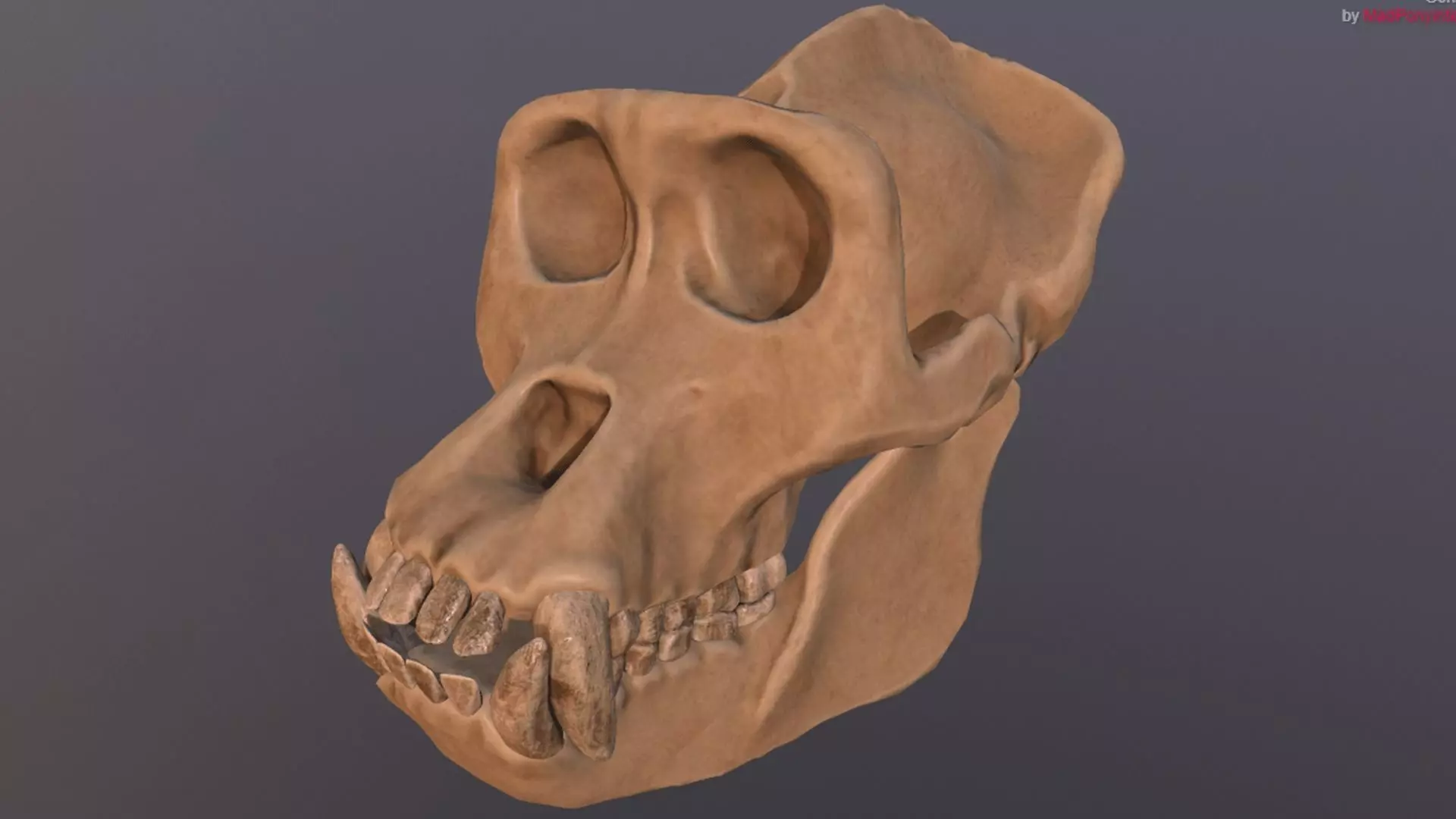 Male Gorilla Skull Refined Scan 3D model
