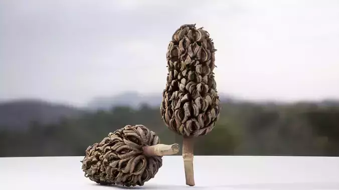 Cone Magnolia 8K Photoscanned 3D model