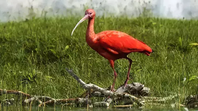Scarlet Ibis 3D model
