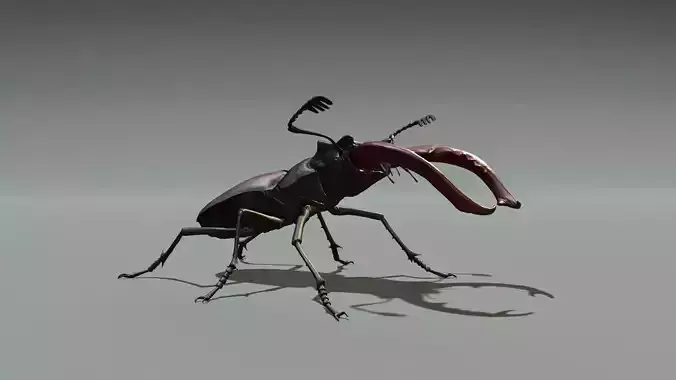 Stag beetle 3D model