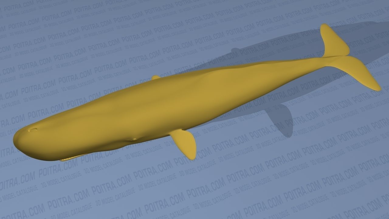 Sperm Whale - Physeter Macrocephalus - Adult Male - Textured -  3D model_14