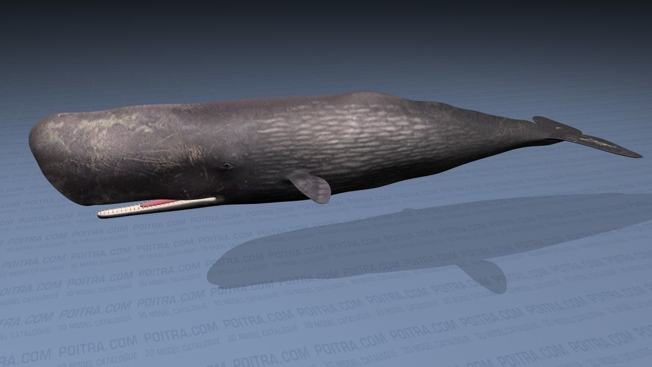 Sperm Whale - Physeter Macrocephalus - Adult Male - Textured -  3D model_1