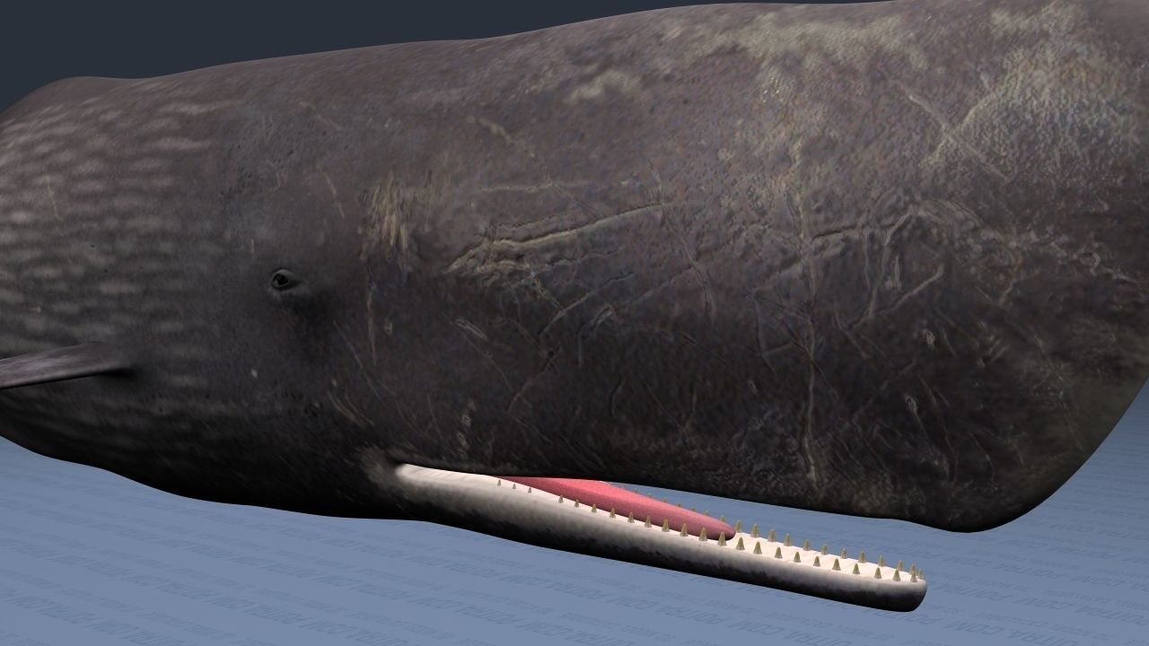Sperm Whale - Physeter Macrocephalus - Adult Male - Textured -  3D model_8