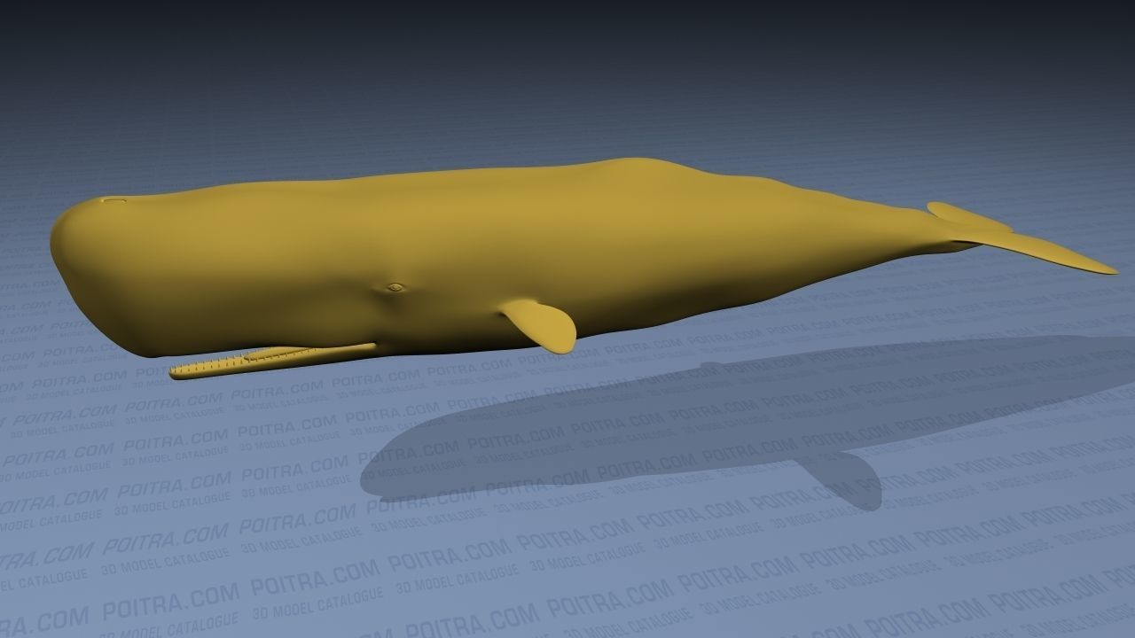 Sperm Whale - Physeter Macrocephalus - Adult Male - Textured -  3D model_11