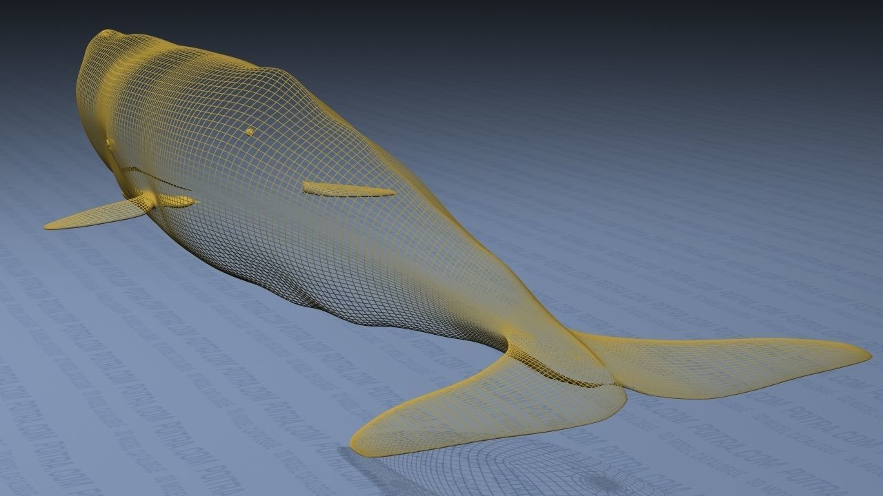 Sperm Whale - Physeter Macrocephalus - Adult Male - Textured -  3D model_22