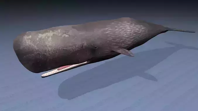 Sperm Whale - Physeter Macrocephalus - Adult Male - Textured -  3D model
