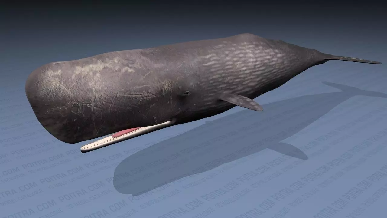 Sperm Whale - Physeter Macrocephalus - Adult Male - Textured -  3D model_0