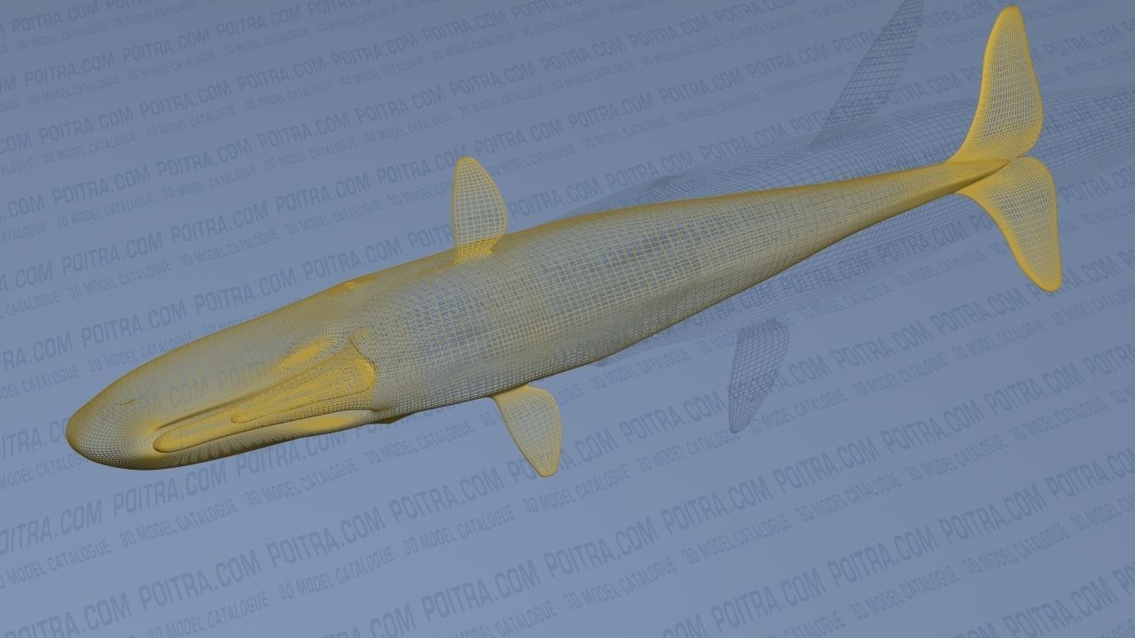 Sperm Whale - Physeter Macrocephalus - Adult Male - Textured -  3D model_27
