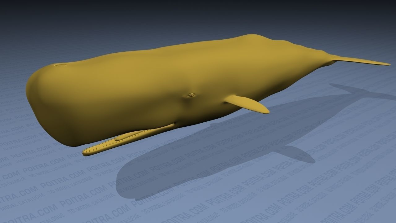 Sperm Whale - Physeter Macrocephalus - Adult Male - Textured -  3D model_10