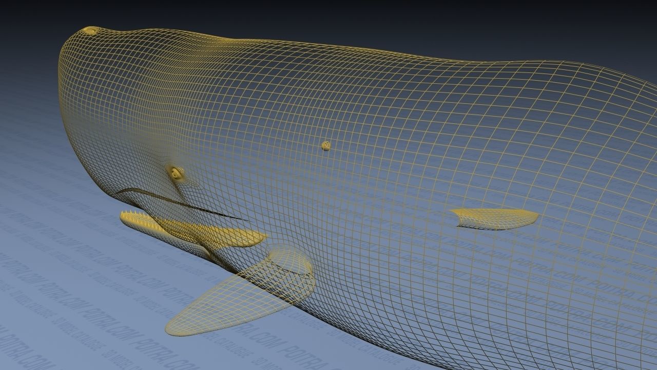 Sperm Whale - Physeter Macrocephalus - Adult Male - Textured -  3D model_29