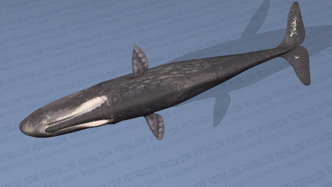 Sperm Whale - Physeter Macrocephalus - Adult Male - Textured -  3D model_7