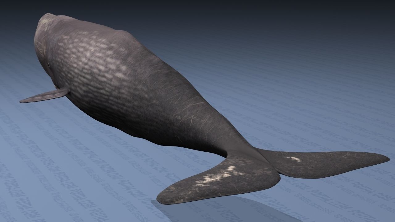 Sperm Whale - Physeter Macrocephalus - Adult Male - Textured -  3D model_2
