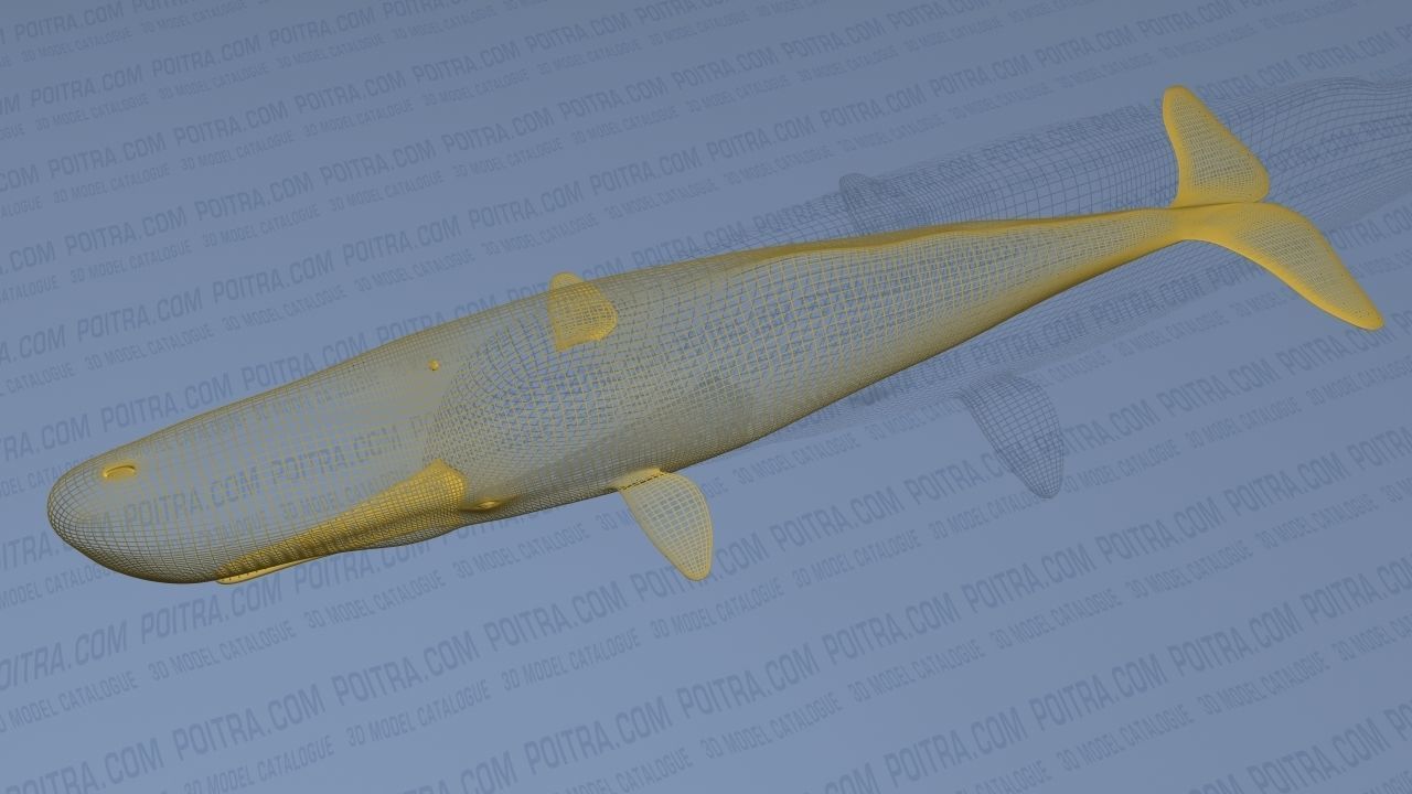 Sperm Whale - Physeter Macrocephalus - Adult Male - Textured -  3D model_24