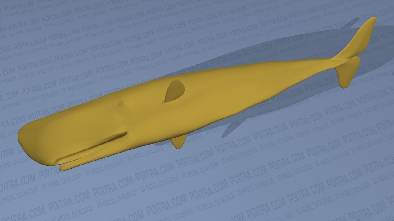 Sperm Whale - Physeter Macrocephalus - Adult Male - Textured -  3D model_16