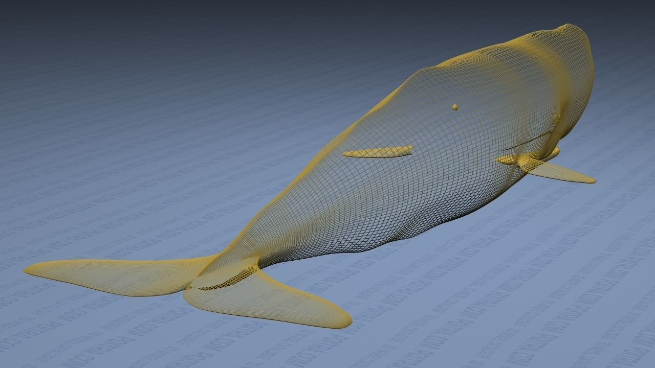 Sperm Whale - Physeter Macrocephalus - Adult Male - Textured -  3D model_23