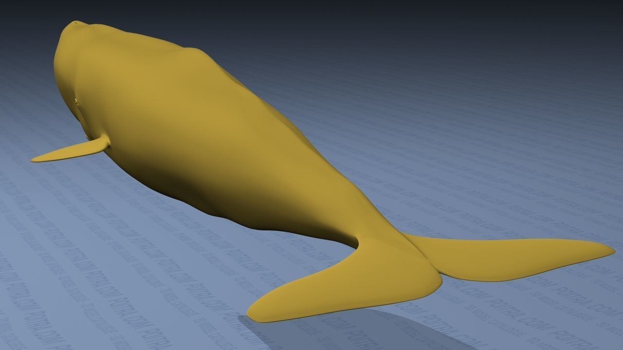 Sperm Whale - Physeter Macrocephalus - Adult Male - Textured -  3D model_12