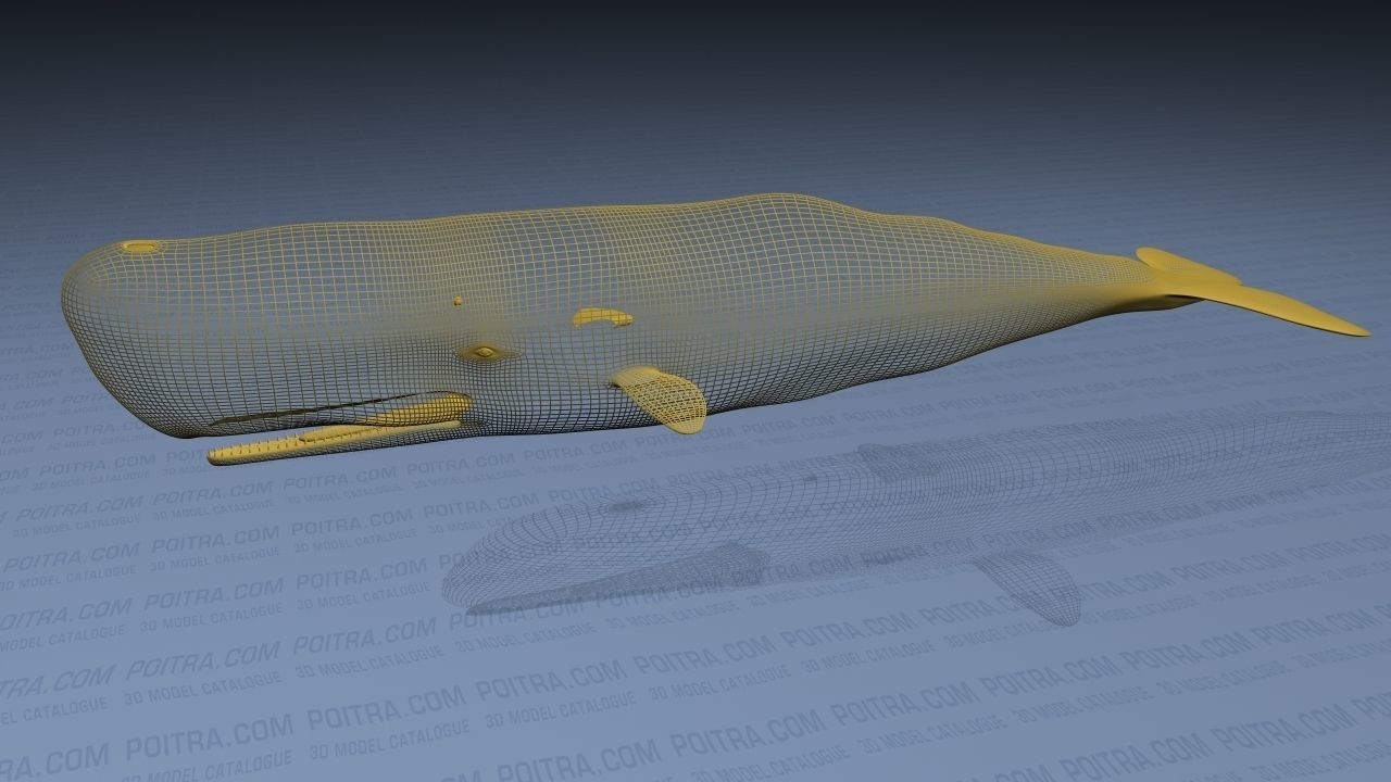 Sperm Whale - Physeter Macrocephalus - Adult Male - Textured -  3D model_21