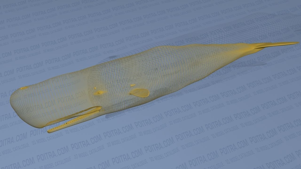 Sperm Whale - Physeter Macrocephalus - Adult Male - Textured -  3D model_25