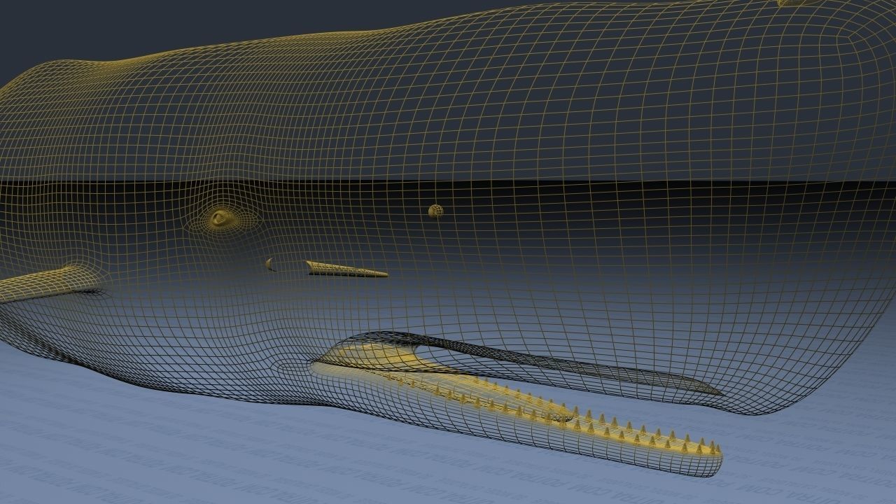 Sperm Whale - Physeter Macrocephalus - Adult Male - Textured -  3D model_28