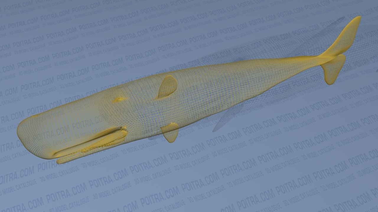 Sperm Whale - Physeter Macrocephalus - Adult Male - Textured -  3D model_26