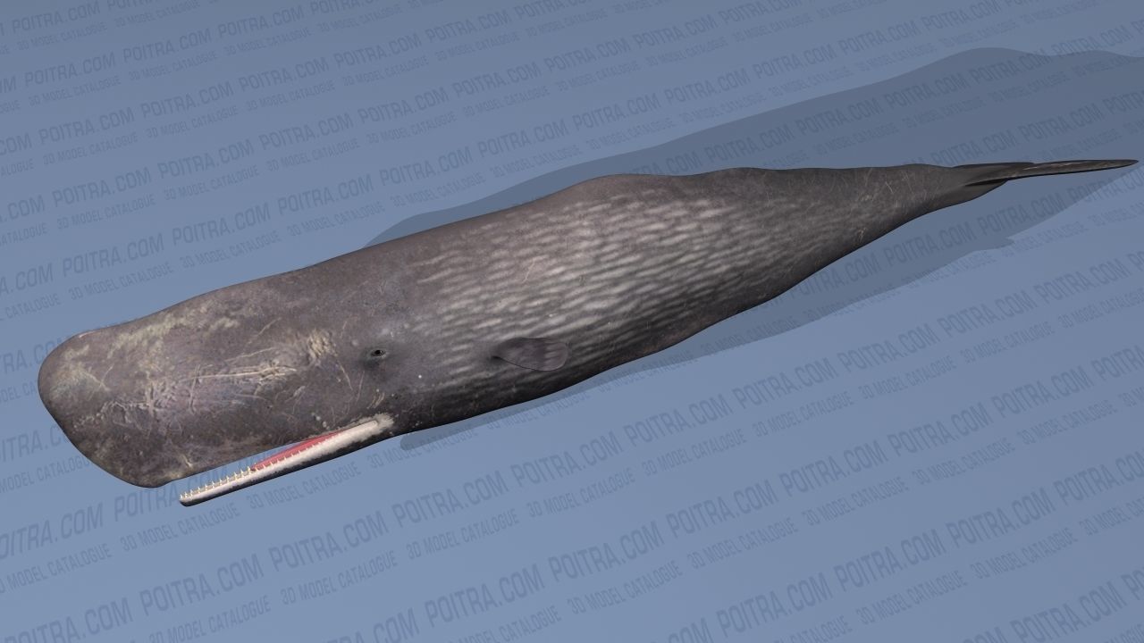 Sperm Whale - Physeter Macrocephalus - Adult Male - Textured -  3D model_5