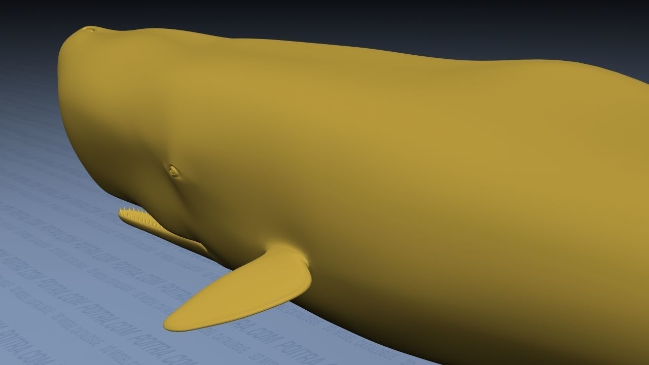 Sperm Whale - Physeter Macrocephalus - Adult Male - Textured -  3D model_19