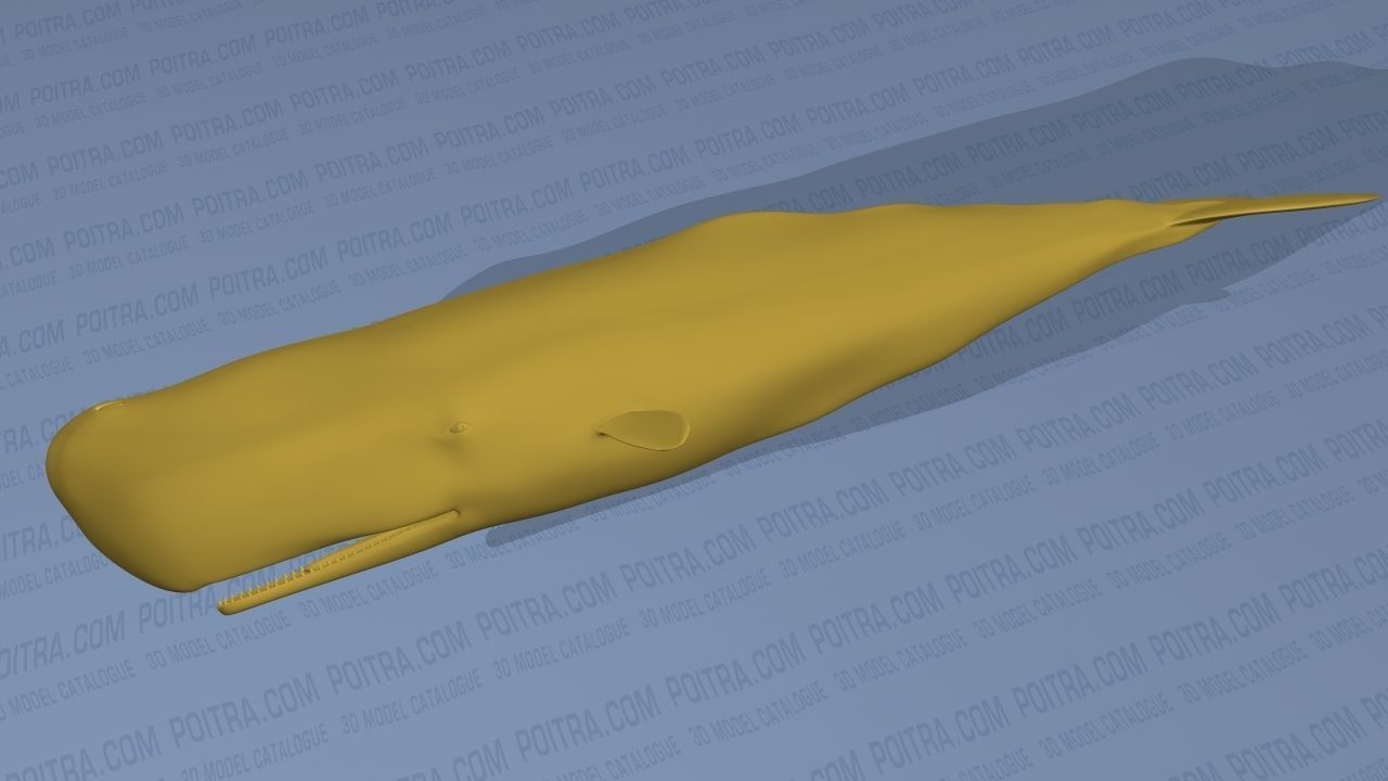 Sperm Whale - Physeter Macrocephalus - Adult Male - Textured -  3D model_15