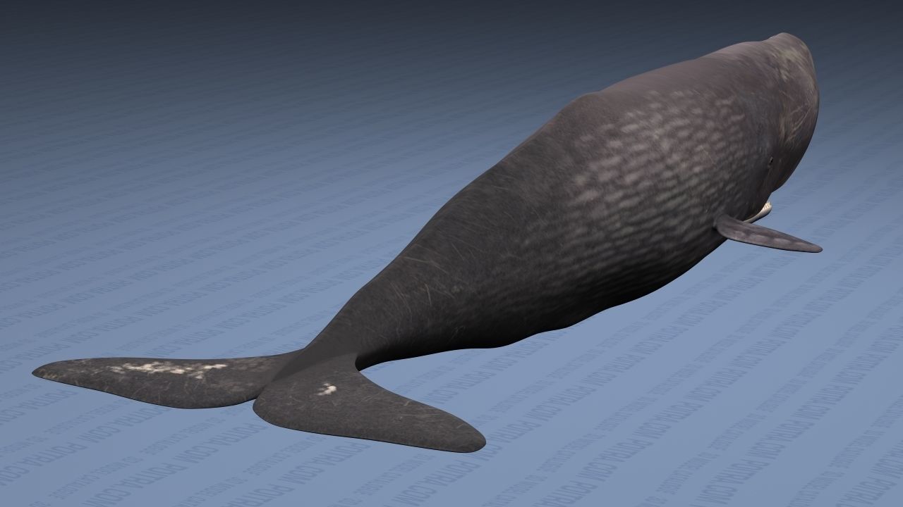Sperm Whale - Physeter Macrocephalus - Adult Male - Textured -  3D model_3