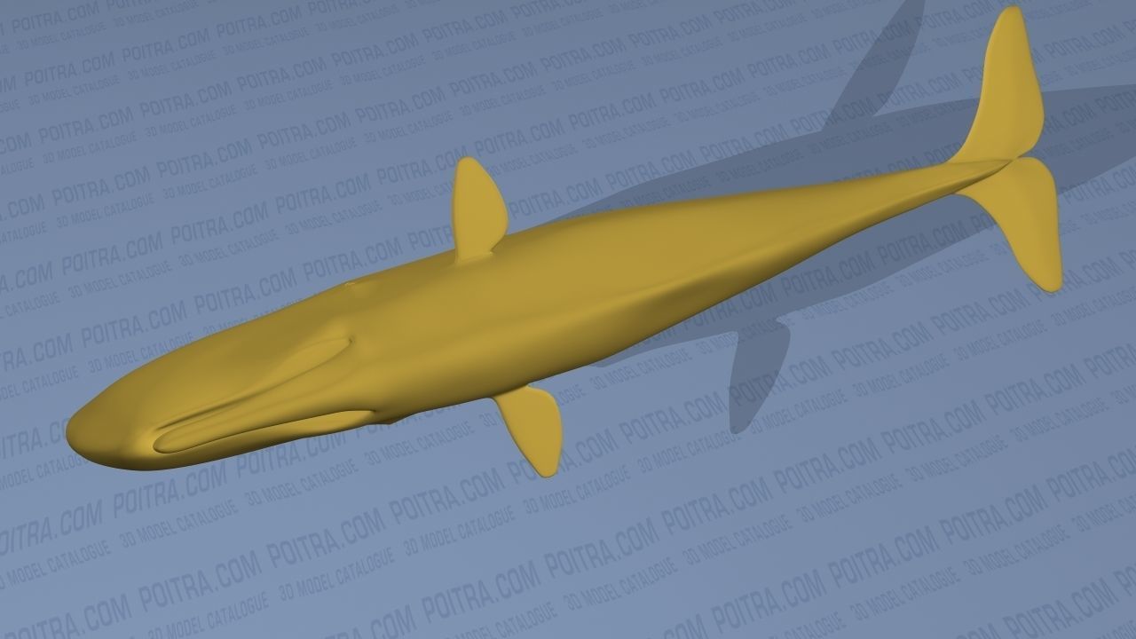 Sperm Whale - Physeter Macrocephalus - Adult Male - Textured -  3D model_17