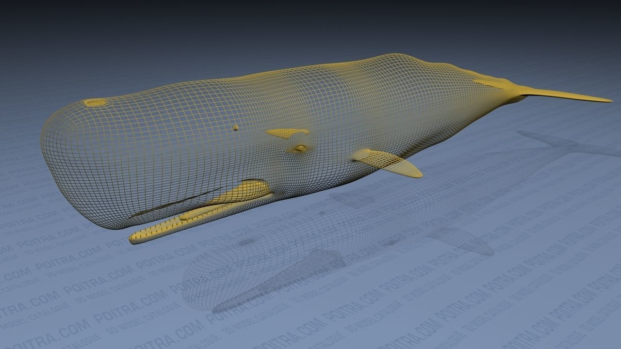 Sperm Whale - Physeter Macrocephalus - Adult Male - Textured -  3D model_20