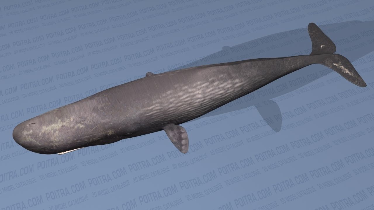 Sperm Whale - Physeter Macrocephalus - Adult Male - Textured -  3D model_4