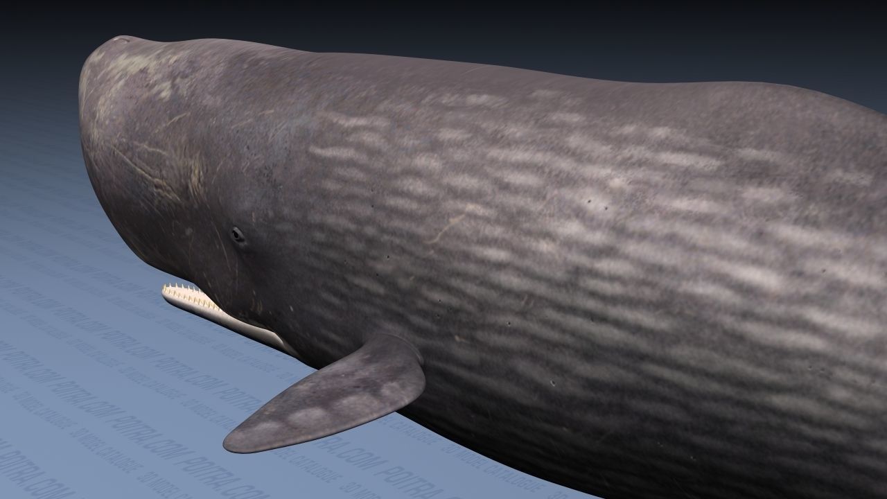 Sperm Whale - Physeter Macrocephalus - Adult Male - Textured -  3D model_9