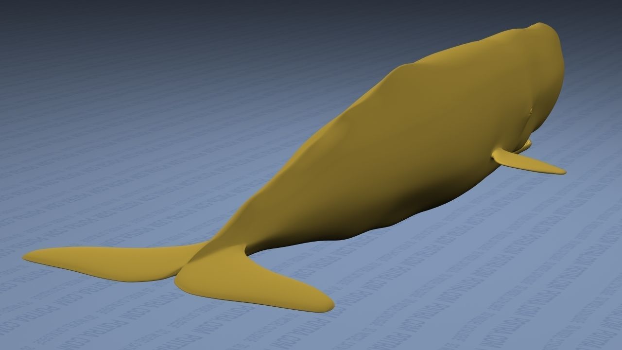 Sperm Whale - Physeter Macrocephalus - Adult Male - Textured -  3D model_13