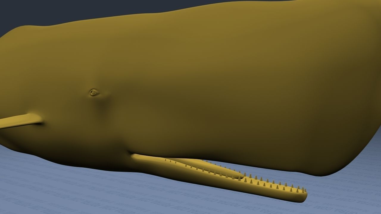 Sperm Whale - Physeter Macrocephalus - Adult Male - Textured -  3D model_18