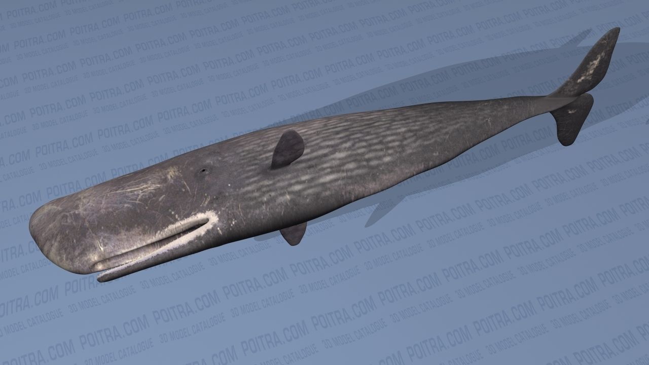 Sperm Whale - Physeter Macrocephalus - Adult Male - Textured -  3D model_6