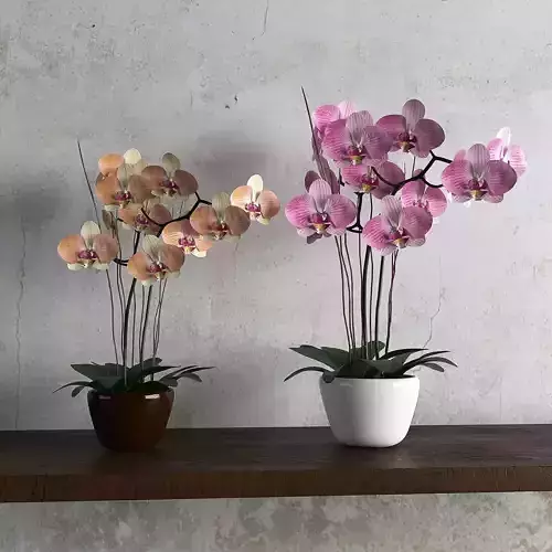 orchid flower 3D model