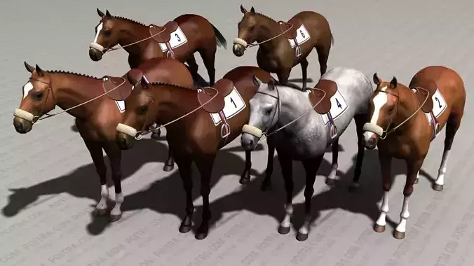 Thoroughbred Horse - Race Horse - Adult Male - 6 Textures -  3D model