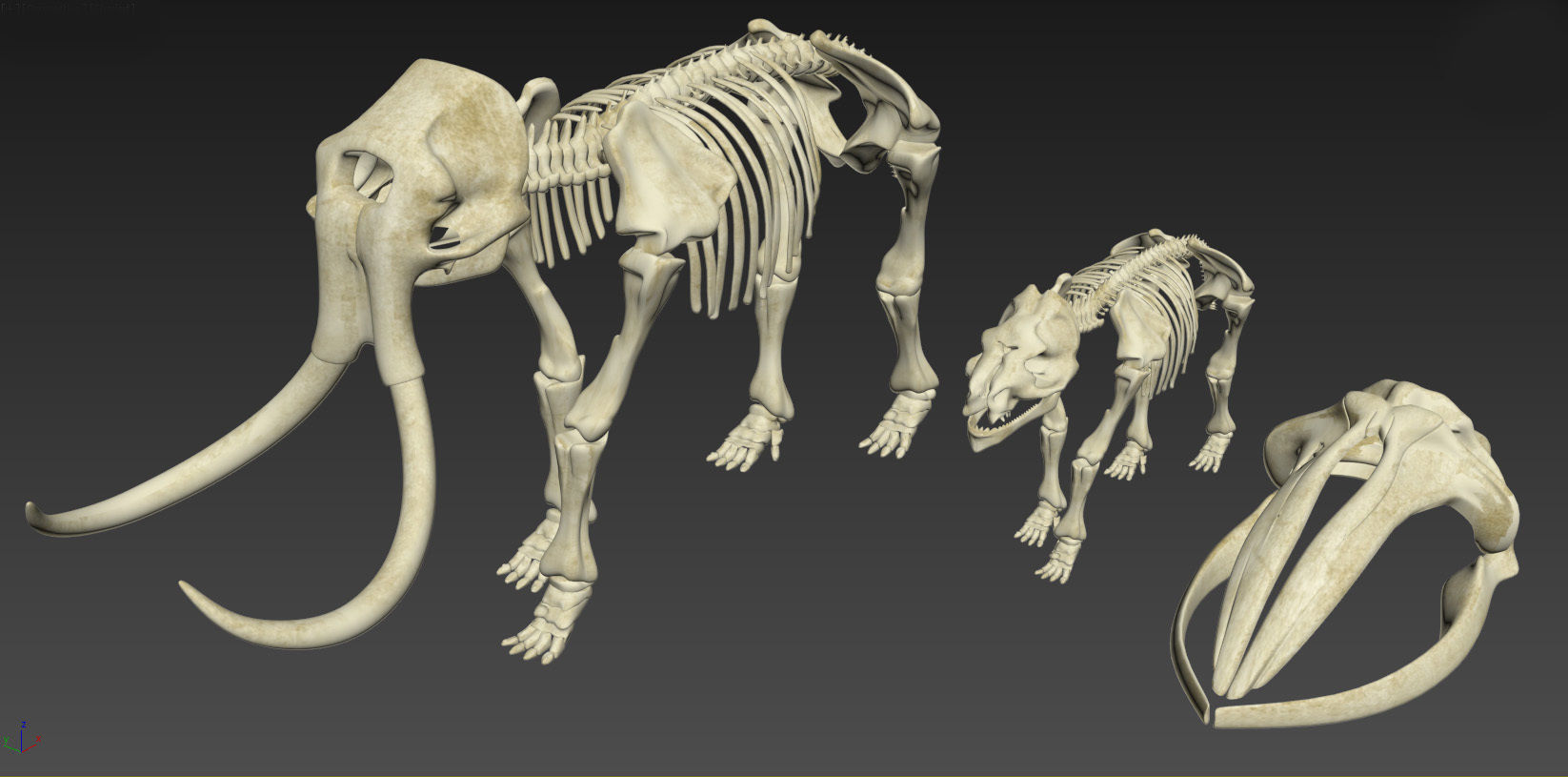 Animal sceletons 3D model_3