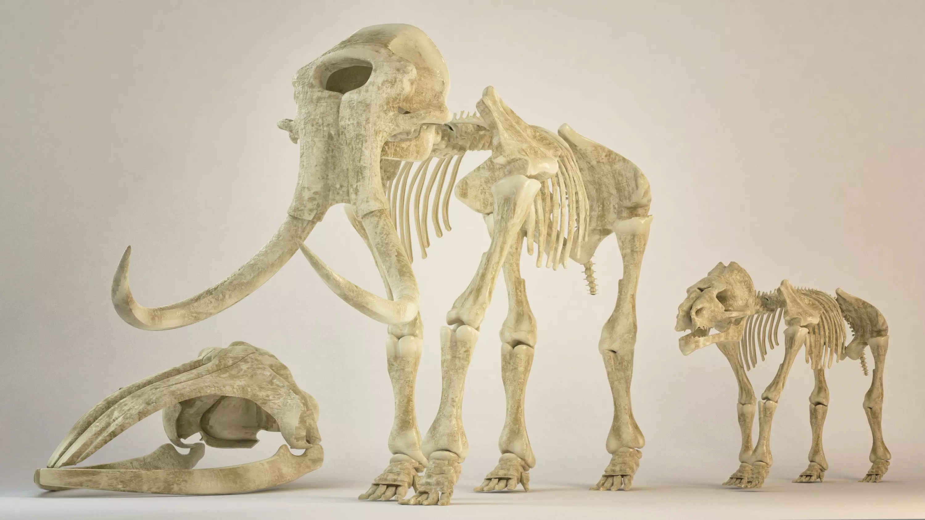 Animal sceletons 3D model_0