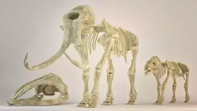 Animal sceletons 3D model