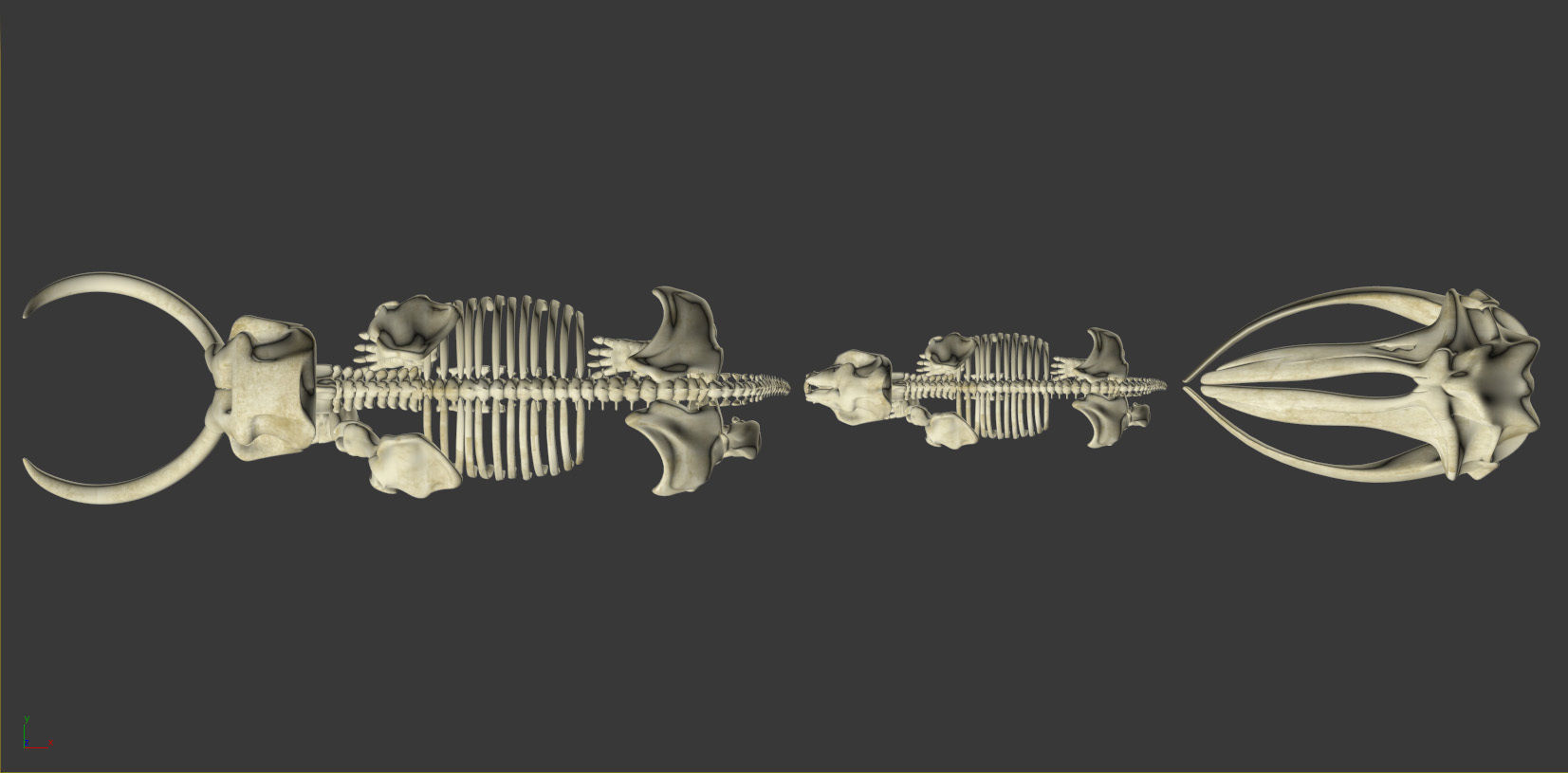 Animal sceletons 3D model_2