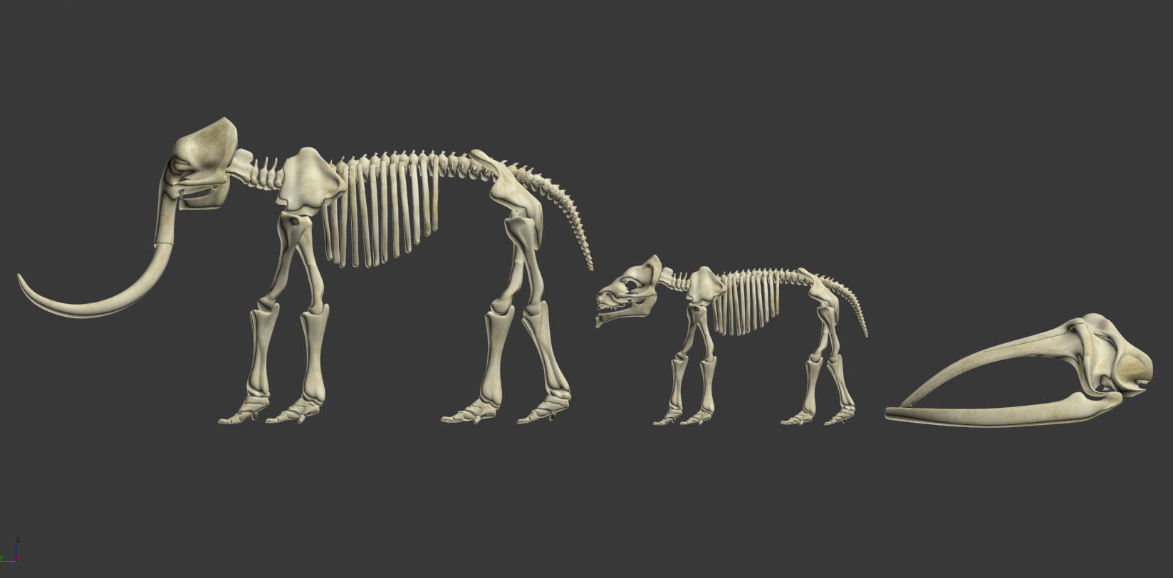 Animal sceletons 3D model_1