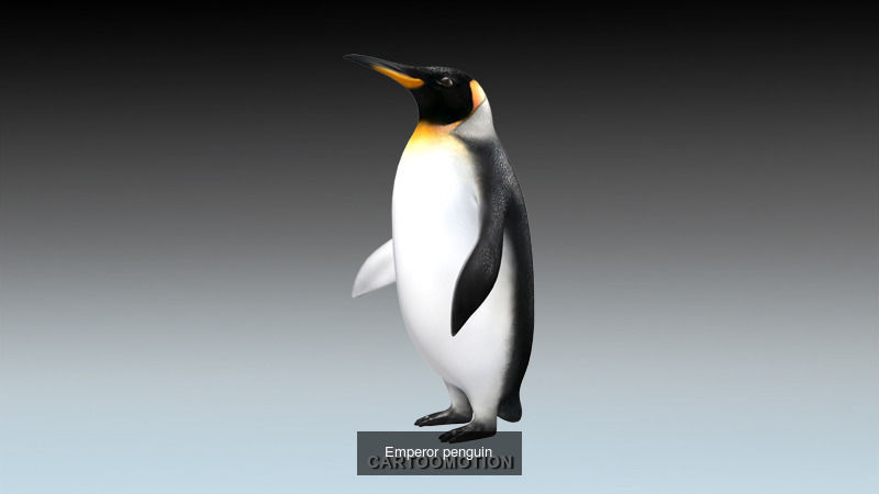 Birds Collection penguin _2