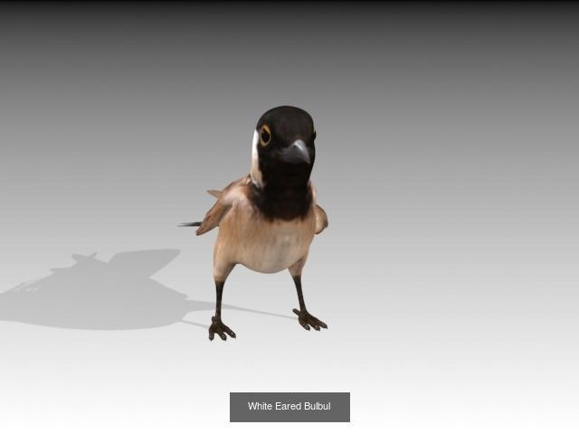 Birds Collection penguin _1