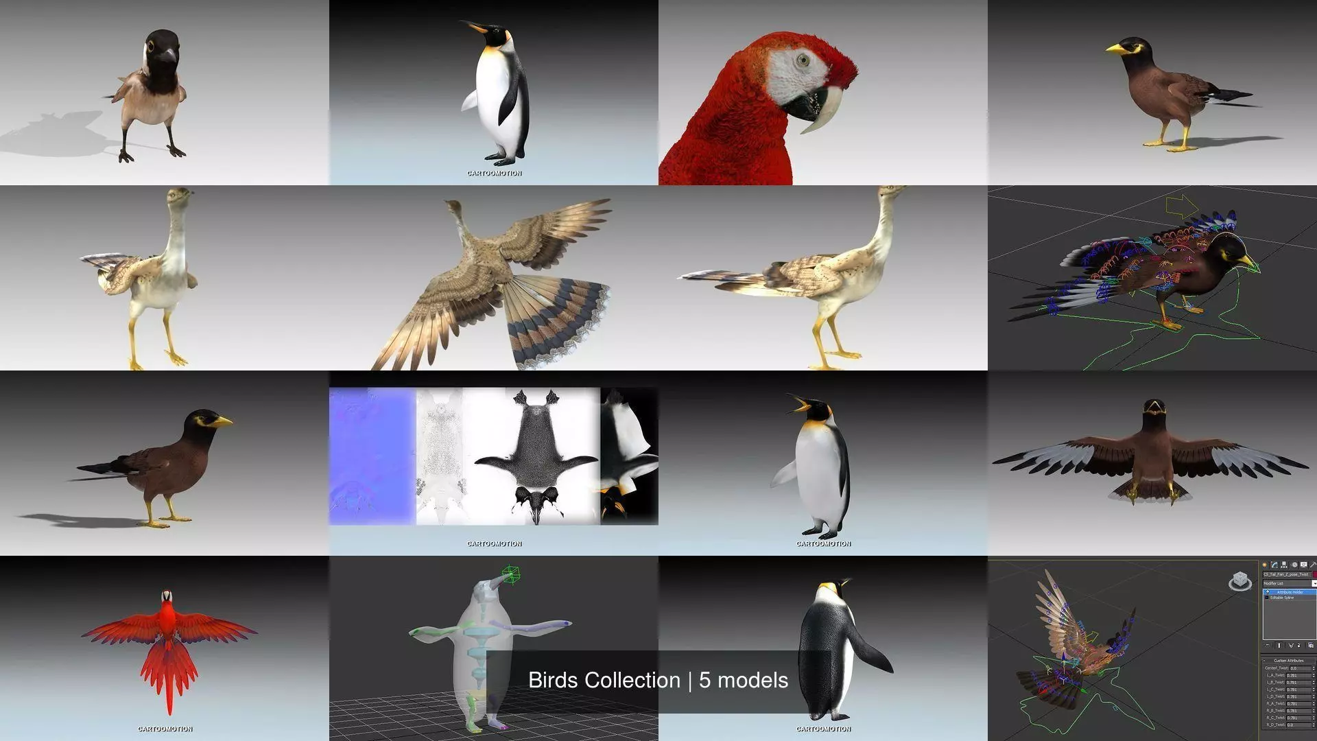 Birds Collection penguin _0