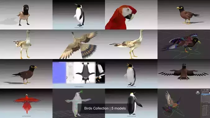 Birds Collection penguin 