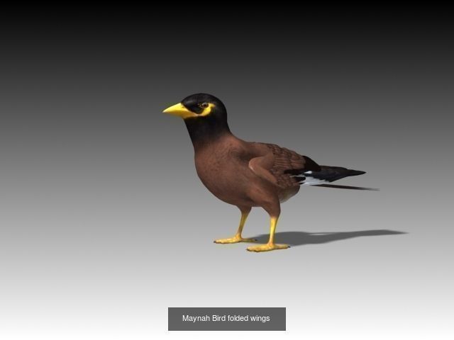 Birds Collection penguin _4