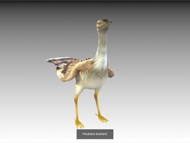 Birds Collection penguin _5